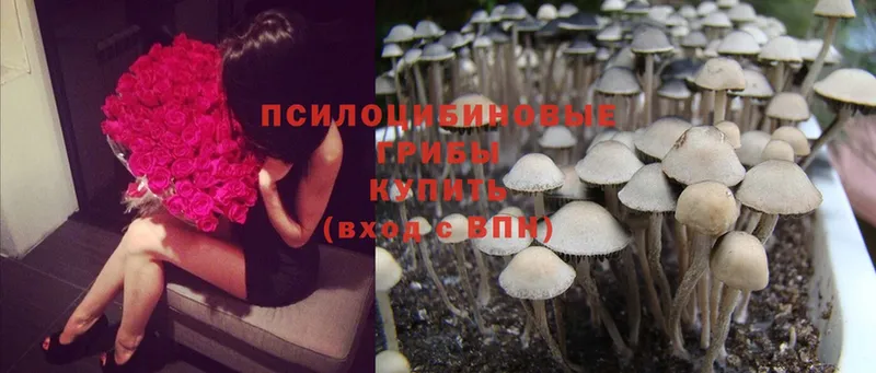 где купить наркоту  Асбест  Галлюциногенные грибы Psilocybe 